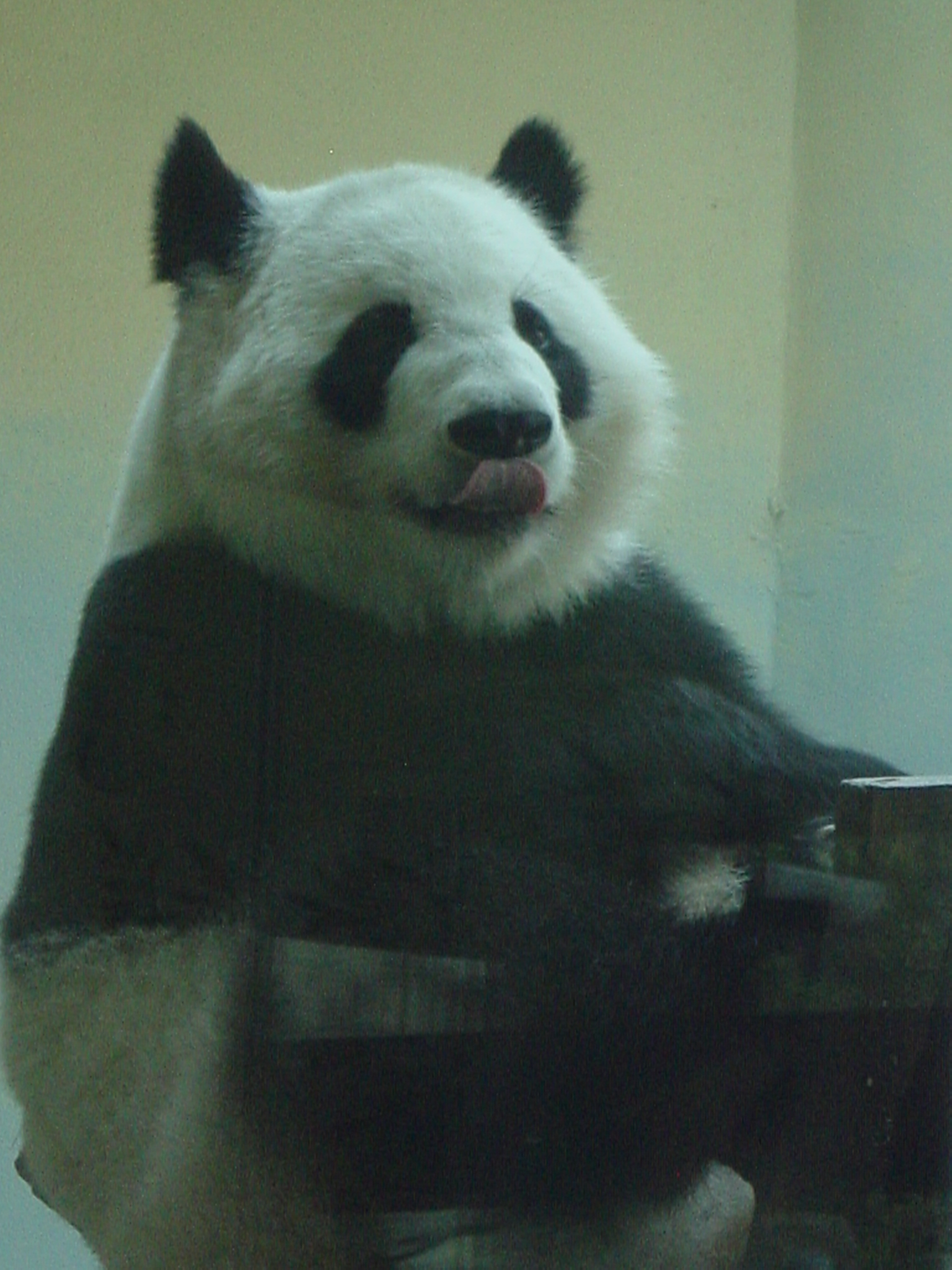 Atlanta Zoo 029.jpg